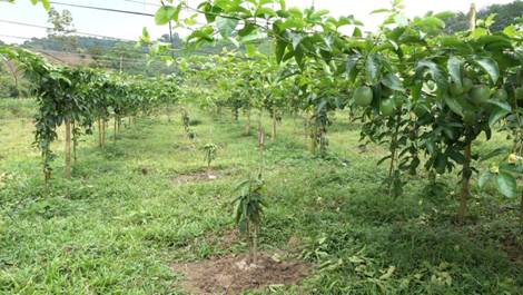 http://nhuxuan.thanhhoa.gov.vn/portal/Photos/2022-05-11/28156c42ad6cfcdd2b.jpg